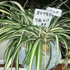 山椒、紅葉、子宝草、折鶴蘭、君子蘭が仲間入り！の画像