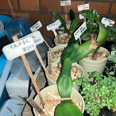山椒、紅葉、子宝草、折鶴蘭、君子蘭が仲間入り！の画像