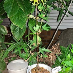 山椒、紅葉、子宝草、折鶴蘭、君子蘭が仲間入り！の画像