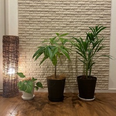 ✨❇️【お部屋をワンランクアップ】✨する観葉植物3点セット✨【アレカヤシ・パキラ・ヒメモンステラ】✨の画像