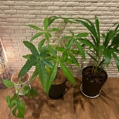 ✨❇️【お部屋をワンランクアップ】✨する観葉植物3点セット✨【アレカヤシ・パキラ・ヒメモンステラ】✨の画像
