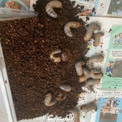 カブトムシの幼虫の画像