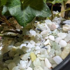 【観葉植物】アイビー アーチ 4号鉢の画像