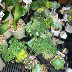 多肉の寄植えに使える一石二鳥セットだよｯ!の画像