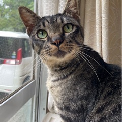 とっても優しい3歳の男の子です🐈‍⬛