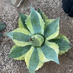 オバティフォリア　オルカ　大株の画像