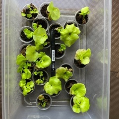 キッチャクードの画像