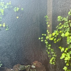 特注オーダーガラス水槽　パルダリウム水槽の画像