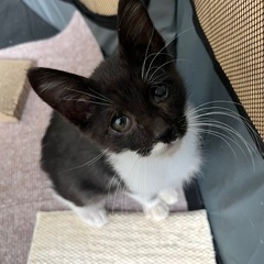 片目でも元気な黒白の子猫