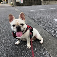 フレンチブルドッグ　メス 2歳