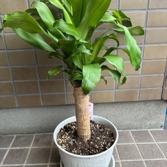 パキラと幸福の木の画像