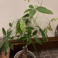 パキラと幸福の木の画像