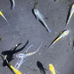 ラメ強メダカ　ユリシスパラディーゾ10匹の画像