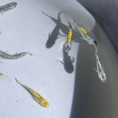 ラメ強メダカ　ユリシスパラディーゾ10匹の画像