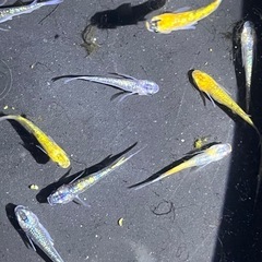 ラメ強メダカ　ユリシスパラディーゾ10匹の画像