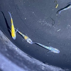 ラメ強メダカ　ユリシスパラディーゾ10匹の画像