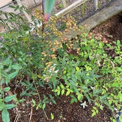 植物　南天３本
の画像
