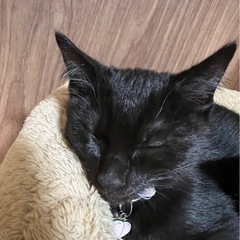 くろねこ