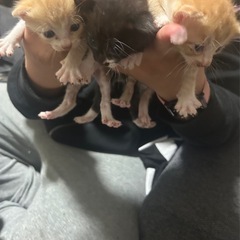 子猫の里親募集してます🐱
