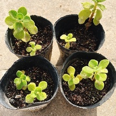 【アロマの香りがします♪】アロマティカス🌱①の画像