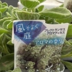 【アロマの香りがします♪】アロマティカス🌱①の画像