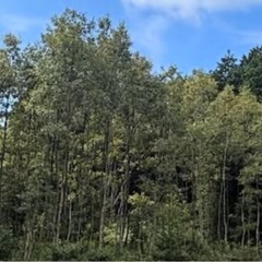薪、椎茸ホダ木切ります。の画像