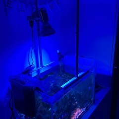 海水水槽一式の画像