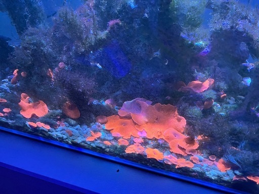 海水水槽一式