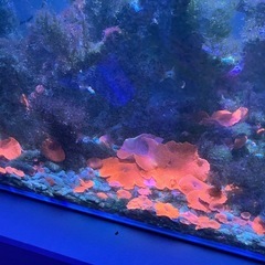 海水水槽一式の画像
