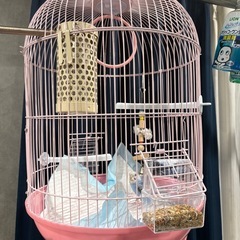 ブリーデン　SPICE86 shallow/longcast ブリーデンエギングロッドスパイス86 shallow/longcast - メルカリ