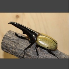極太極短血統 ヘラクレスオオカブトの画像