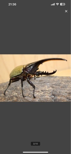 極太極短血統 ヘラクレスオオカブト