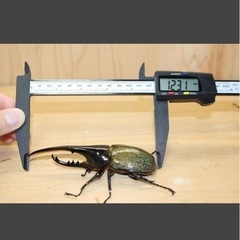 極太極短血統 ヘラクレスオオカブトの画像
