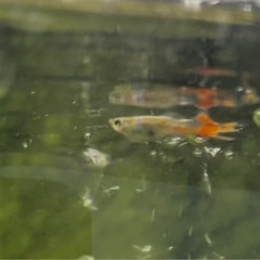 熱帯魚　グッピー　オレンジ　3匹セットの画像
