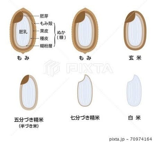 有機JAS認証表示許可農場　特別栽培米　
R7産　新米　コシヒカリ　30kg 精米　玄米可能