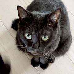 魅惑のポテポテボディ🐾ルナちゃん！