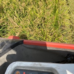 令和7年収穫　新米コシヒカリ　15kgの画像