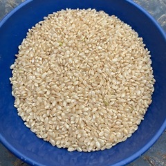 令和7年収穫　新米コシヒカリ　15kgの画像