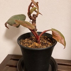 観葉植物 ピンクプリンセスの画像
