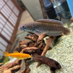 熱帯魚スネークヘッド
の画像