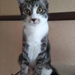 11月2日（日）里親会参加★ハラミ★