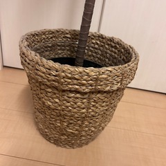 IKEA 観葉植物140せcmの画像