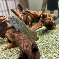 熱帯魚スネークヘッド
の画像