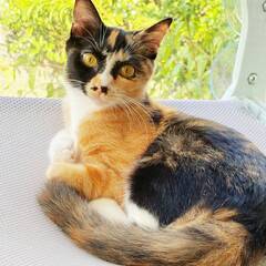 11月2日（日）里親会参加★はるみちゃん★