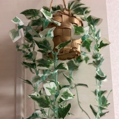 IKEA観葉植物 2点せっとセットの画像