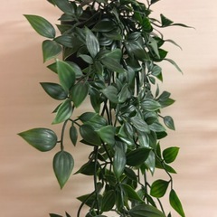 IKEA観葉植物 2点せっとセットの画像