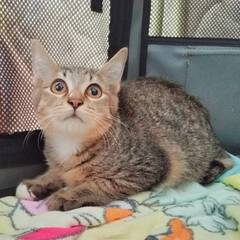 11月2日（日）里親会参加★ソイ★