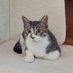 11月2日（日）里親会参加★ラン★