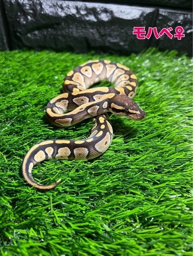 ボールパイソン(モハベ♀))