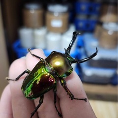 ニジイロクワガタ　ペアの画像